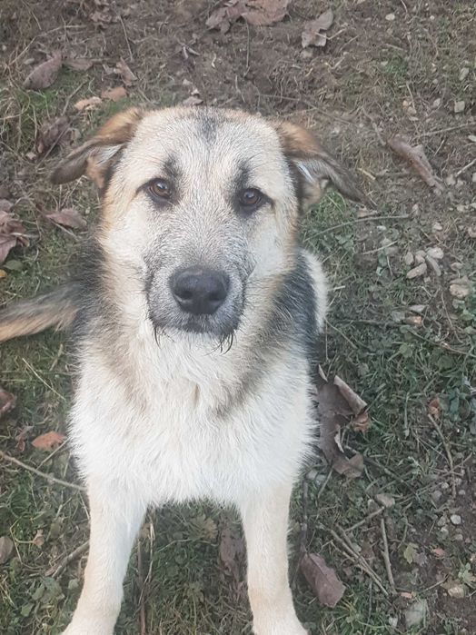 Donez pui de ciobănesc german