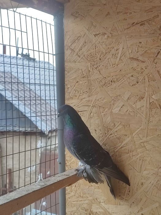 Продам голубя кишмиш