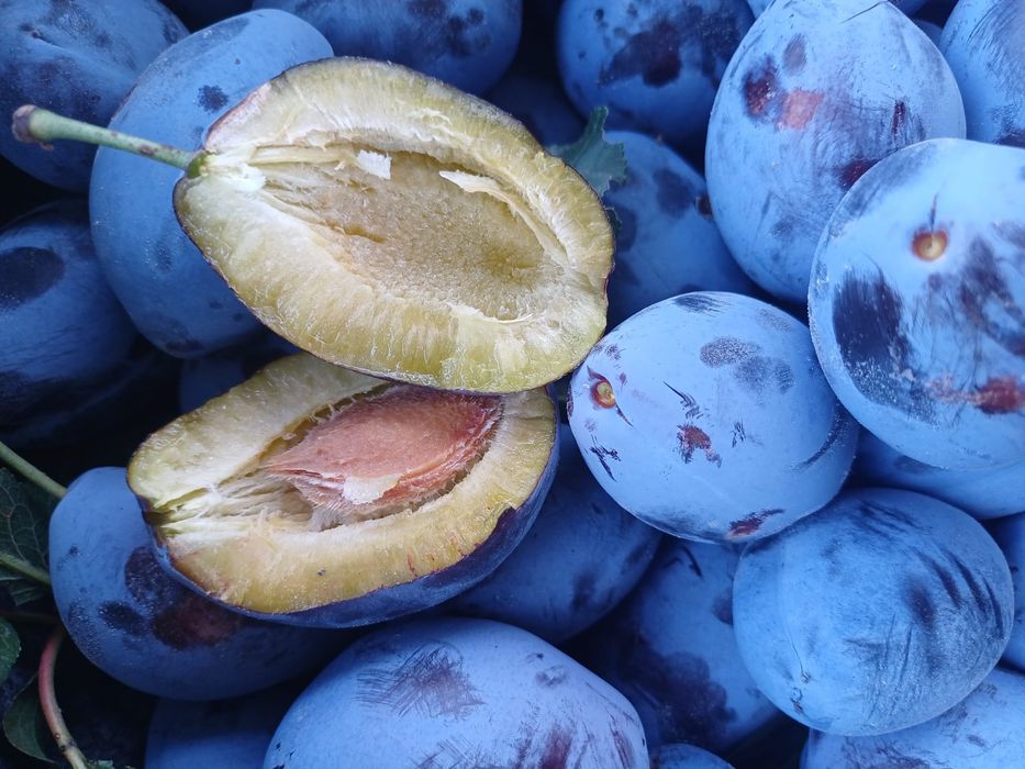 Gem prune 100% natural