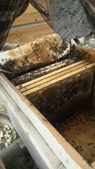 Buxoro vil. Kogon t.da Asalori oilasi sotiladi 1 ta ramkasi 150 000 co