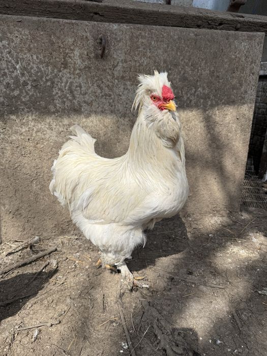 Vand sau schimb 8 cocosi motati incaltati barbosi golasi!