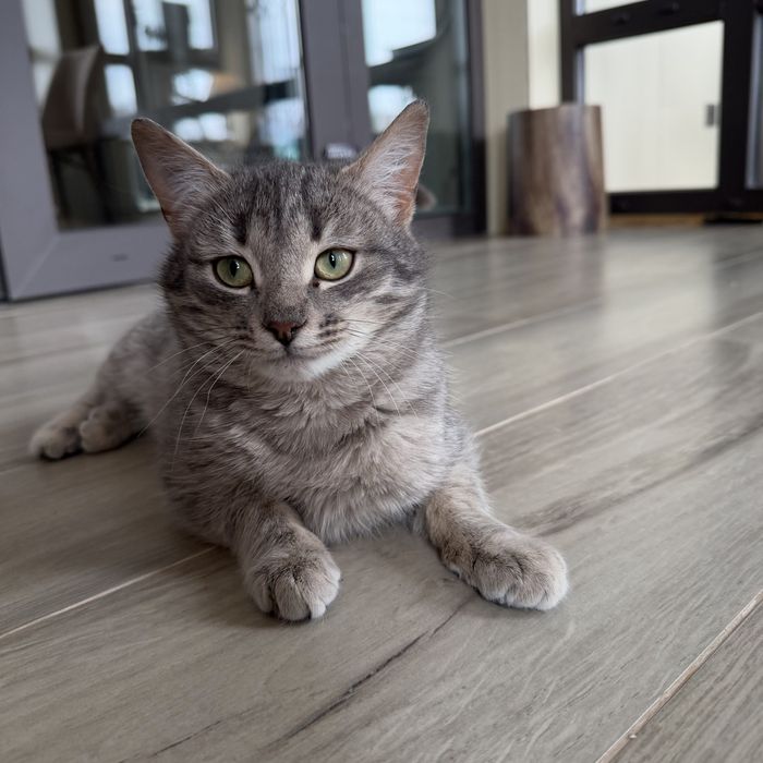 Отдам котенка в добрые руки