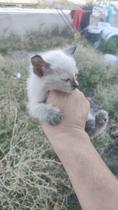 Отдам даром маленкие кошек