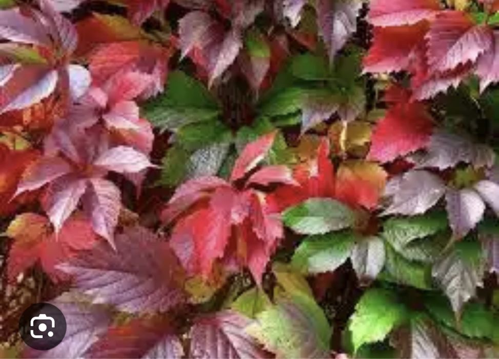 Девичий виноград