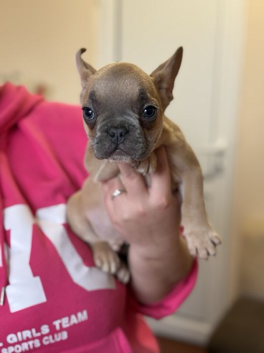 Френски булдог.