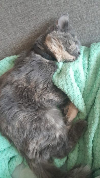 Кошечка в добрые руки