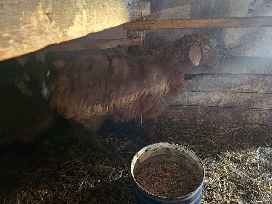 Обменяю жирных баранов