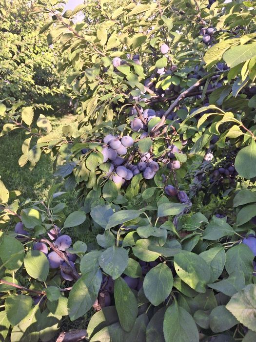 Prune de vânzare
