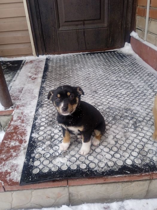 Маленькие дворовые щенки.