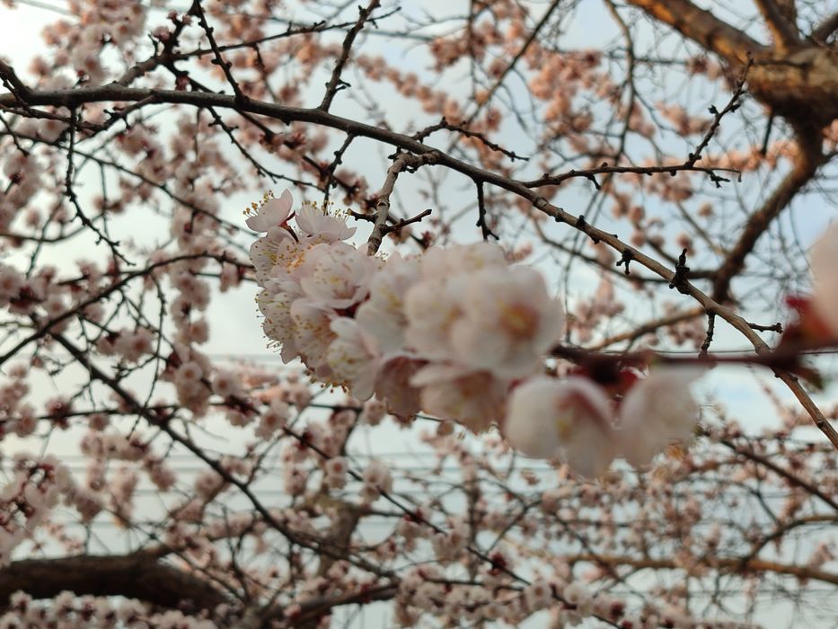 Продам дачу, без долгов