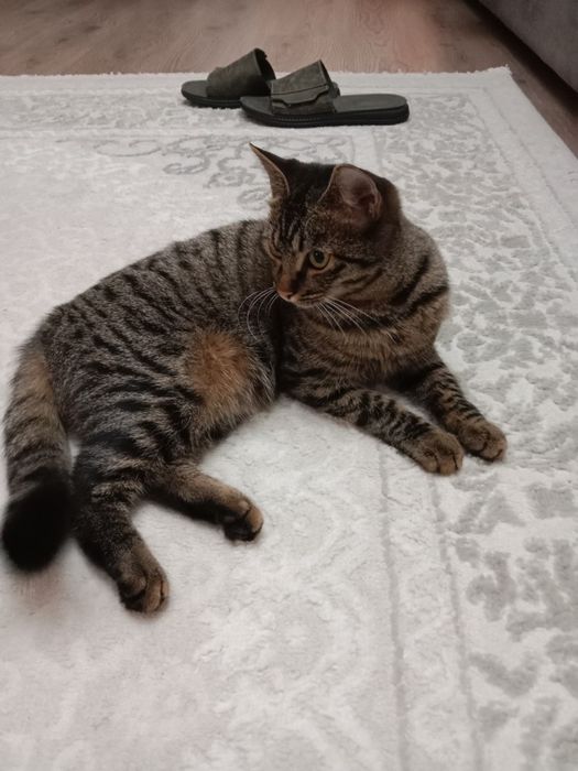 Ищем кота на вязку