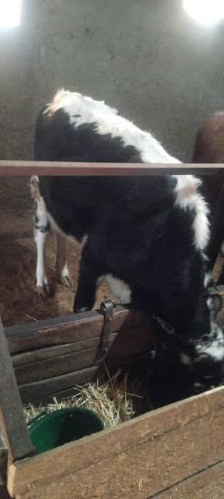 Тана телка  сатылады