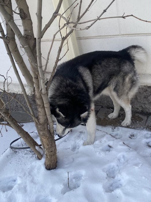 Найдена собака хаски