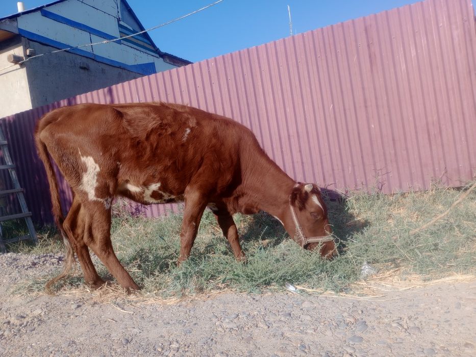 Sigir bug‘o‘z 6 oylik, 2-qirin.