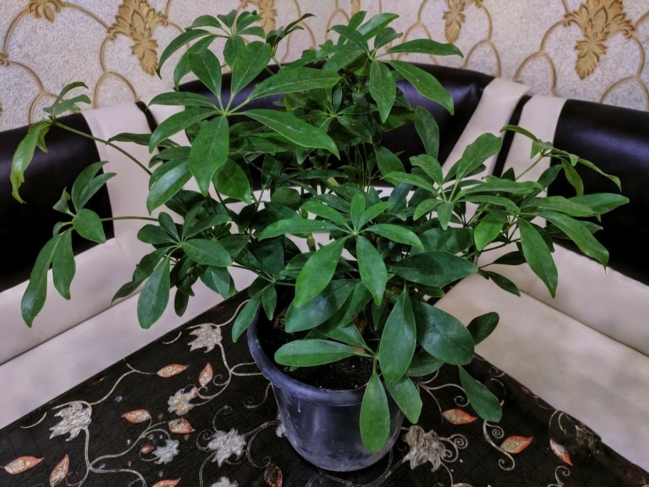 Растения .  Доставкамен