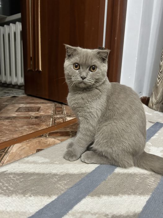 Шотландская вислоухая(скоттиш-фолд)