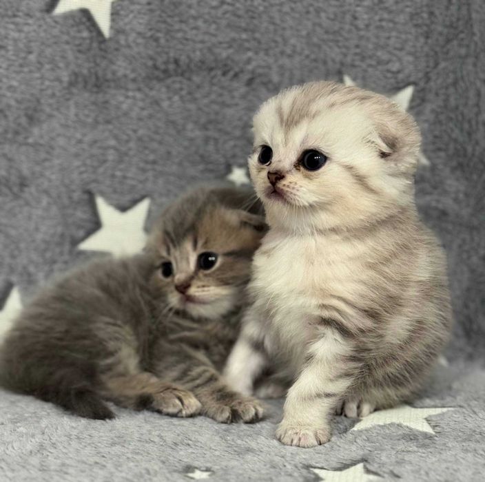 вислоушки плюшевые детки