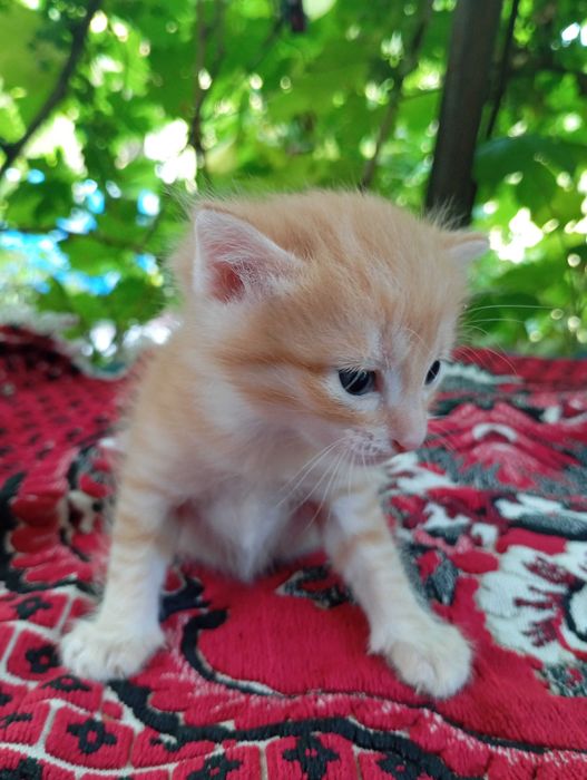Котятки бесплатно, в добрые руки