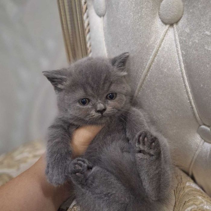 Mushuk bolachasi skotish fold