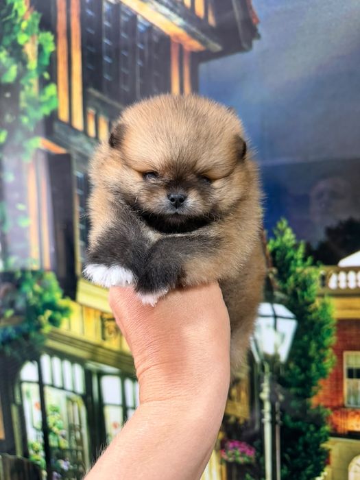 Шпиц мальчик соболь