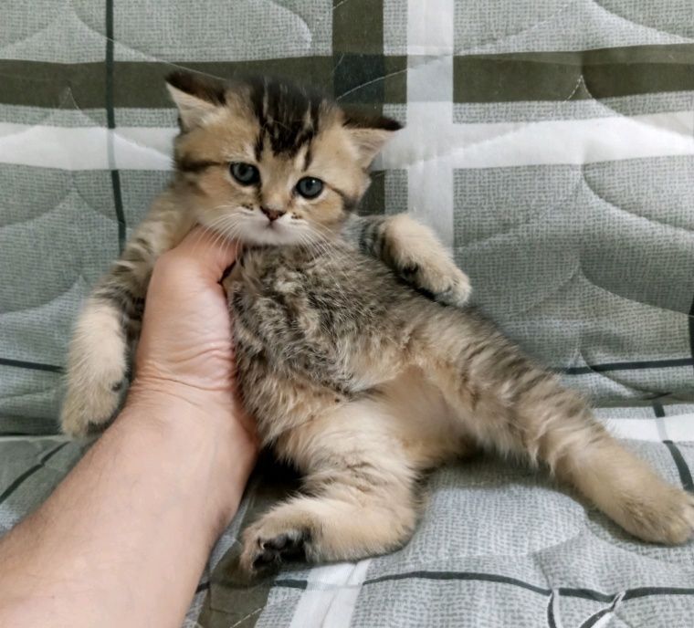 Шотландская девочка