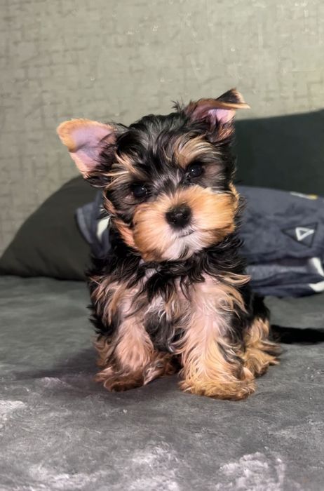 Йоркширские терьеры кукольные