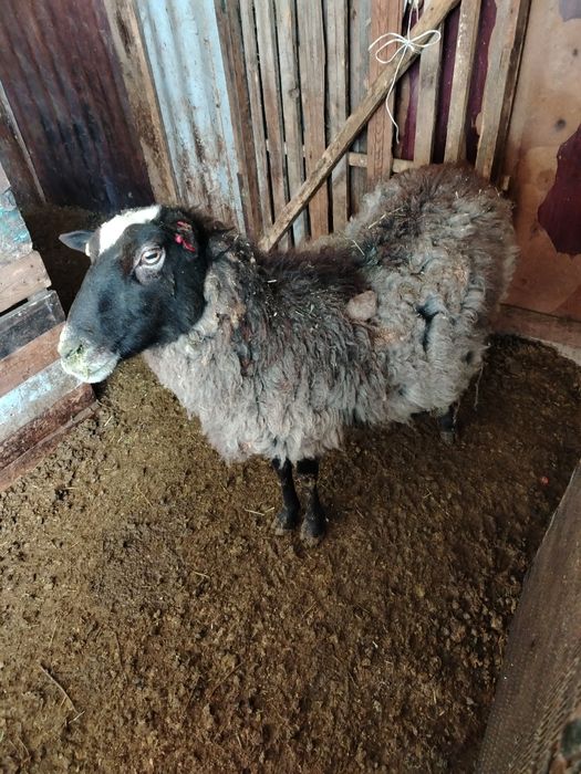 Романовский кой сатылады