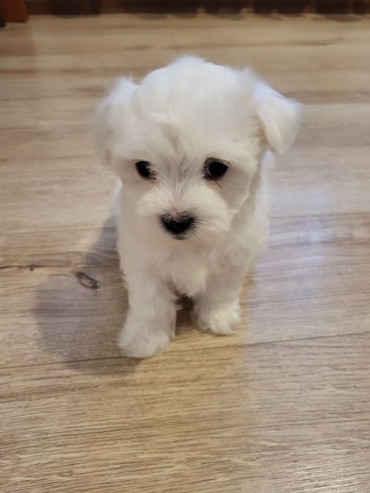 Vând bichoni maltezi mini toy.