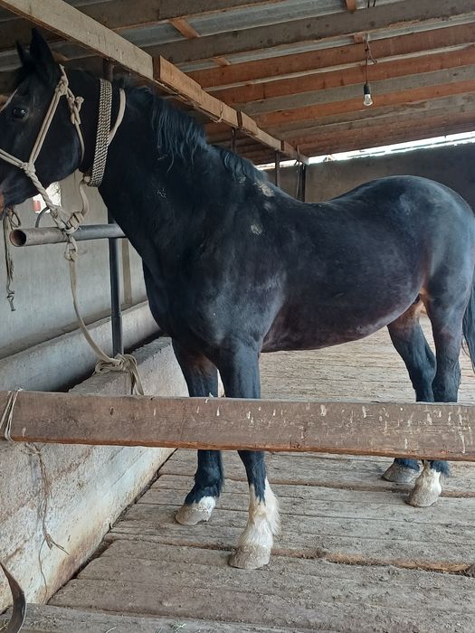 Срочно Айгыр сатылады