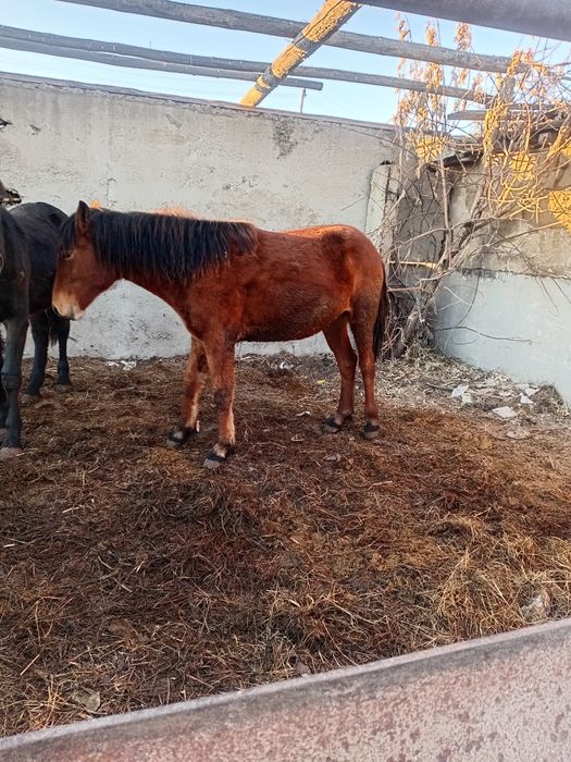 Продам лошадей молодняк