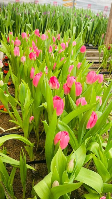 Тюльпаны оптом свежие