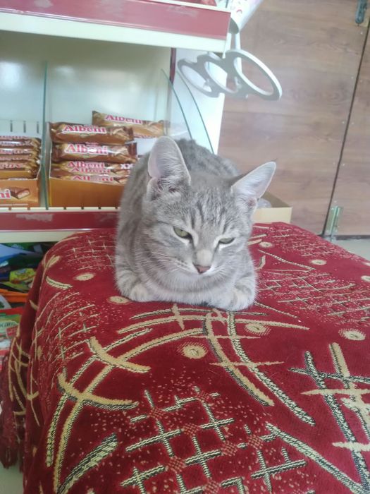 кот мальчик отдаю