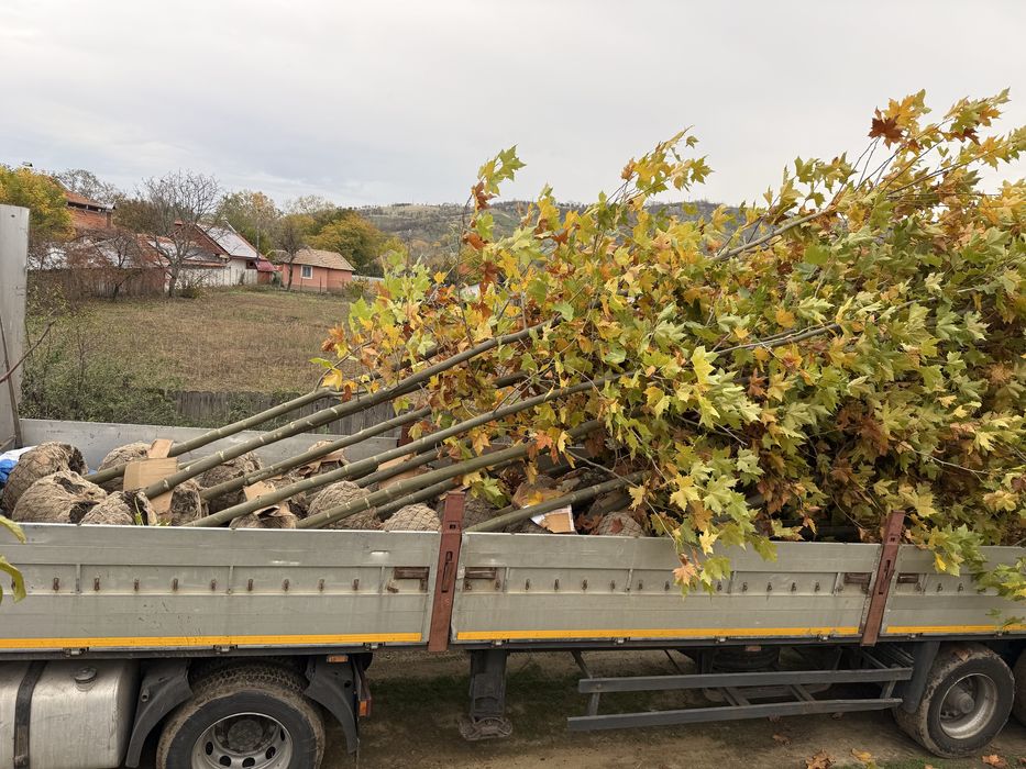 Platanus acerifolia x hybrida - platan