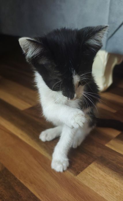 Котенок отдам В ДОБРЫЕ РУКИ.