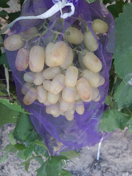 Дәмді Жүзім сатылады