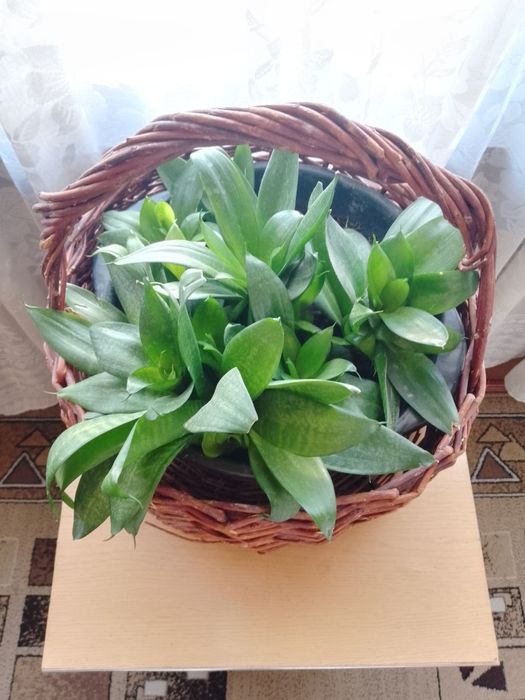 Санса ,для дома и офиса цена 200тыс