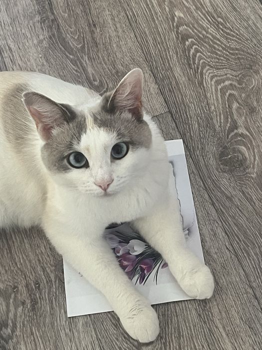 Отдам в добрые руки кошку срочно!!