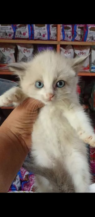 Regdoll muwukchamiz sotiladi