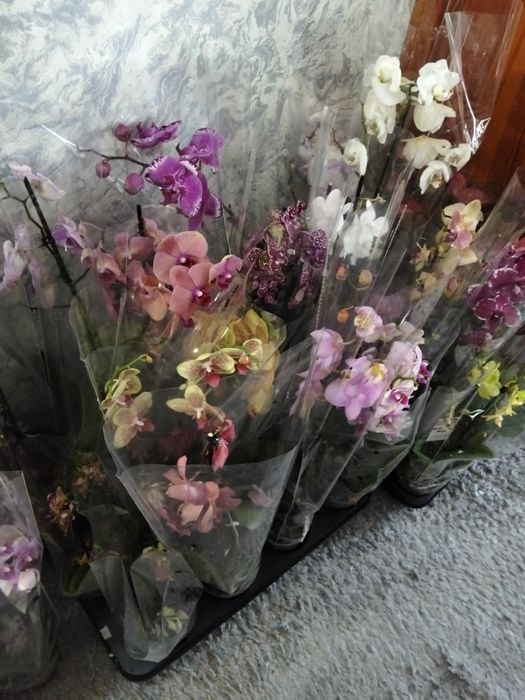 Отцветашки орехией