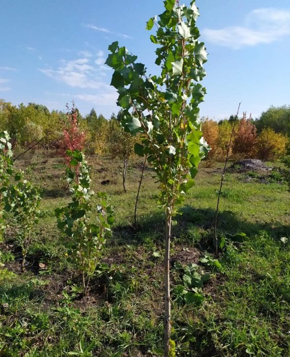 Продам лиственые саженцы