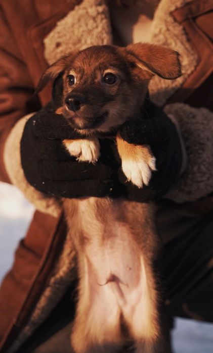 Отдам щенков бесплатно