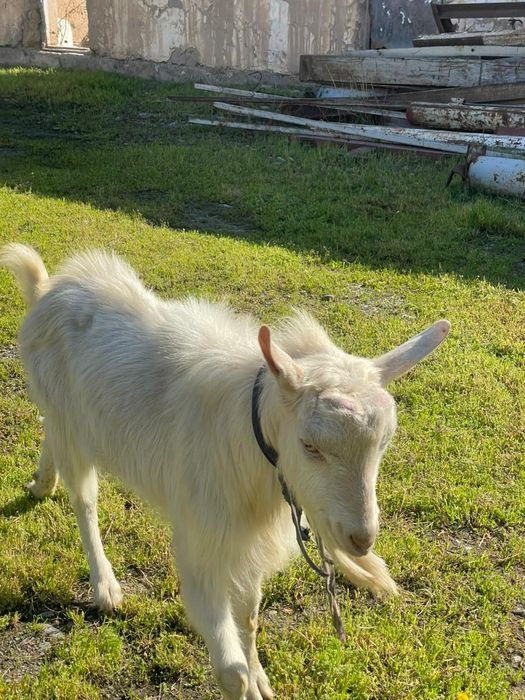 Ешкі порода зааненский