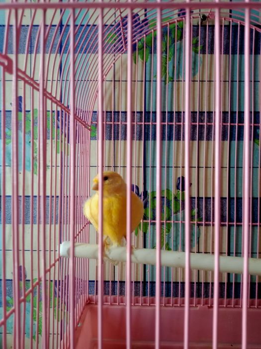 Канарейки приучены к клетке