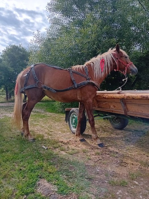 Vând manza 2 ani pusa o data la căruță