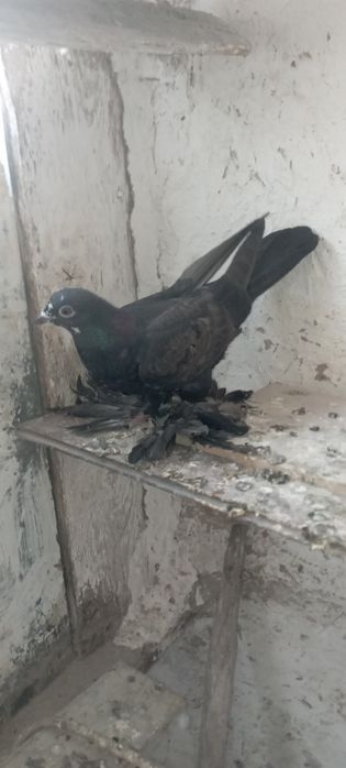 Голуби      Жуки