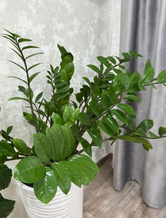 Продам цветок замиокулькас