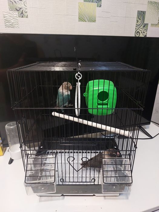 Неразлучники пара клетка корм