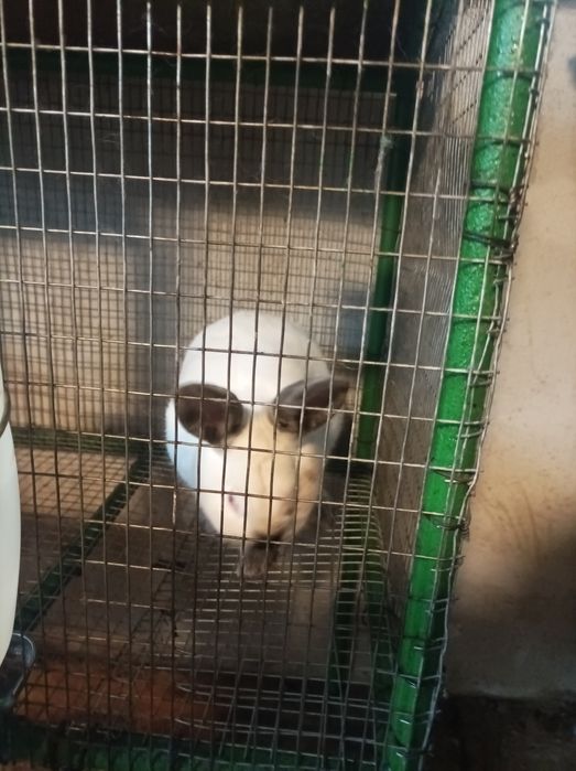 Продавам зайци намират се в Враца