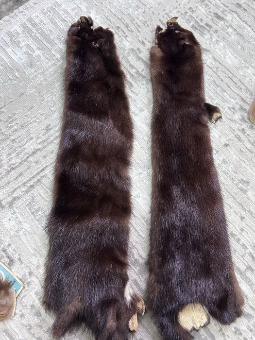 Соболь и Норка продается