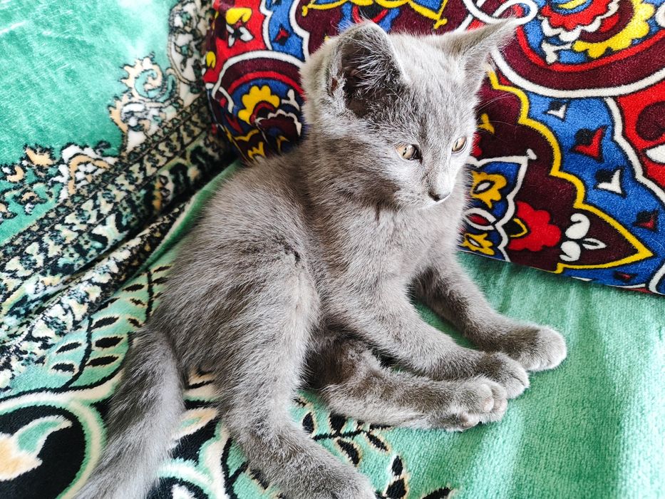 Котенок в хорошие руки